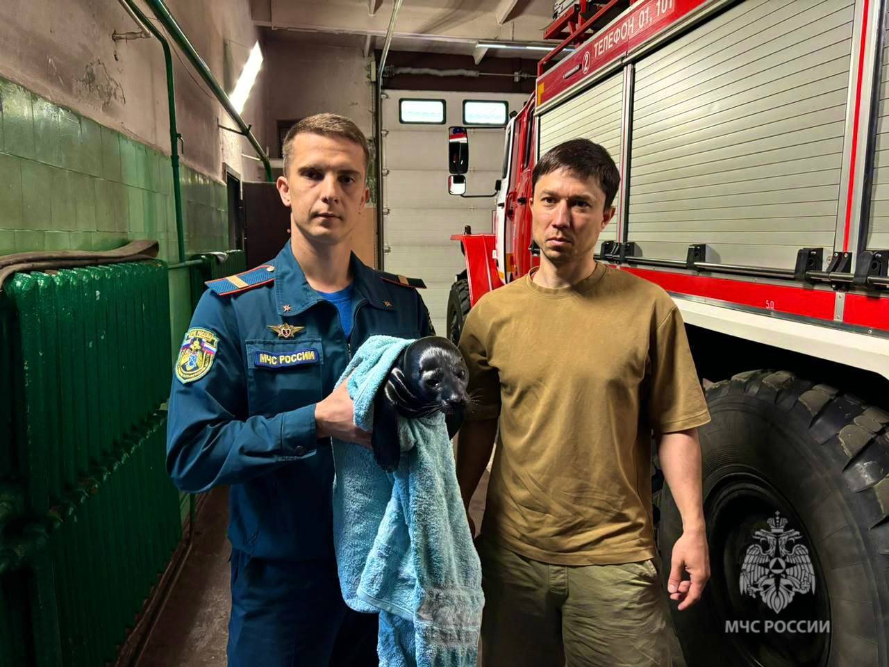 Очередной нерпёнок спасён Очередной нерпёнок спасён